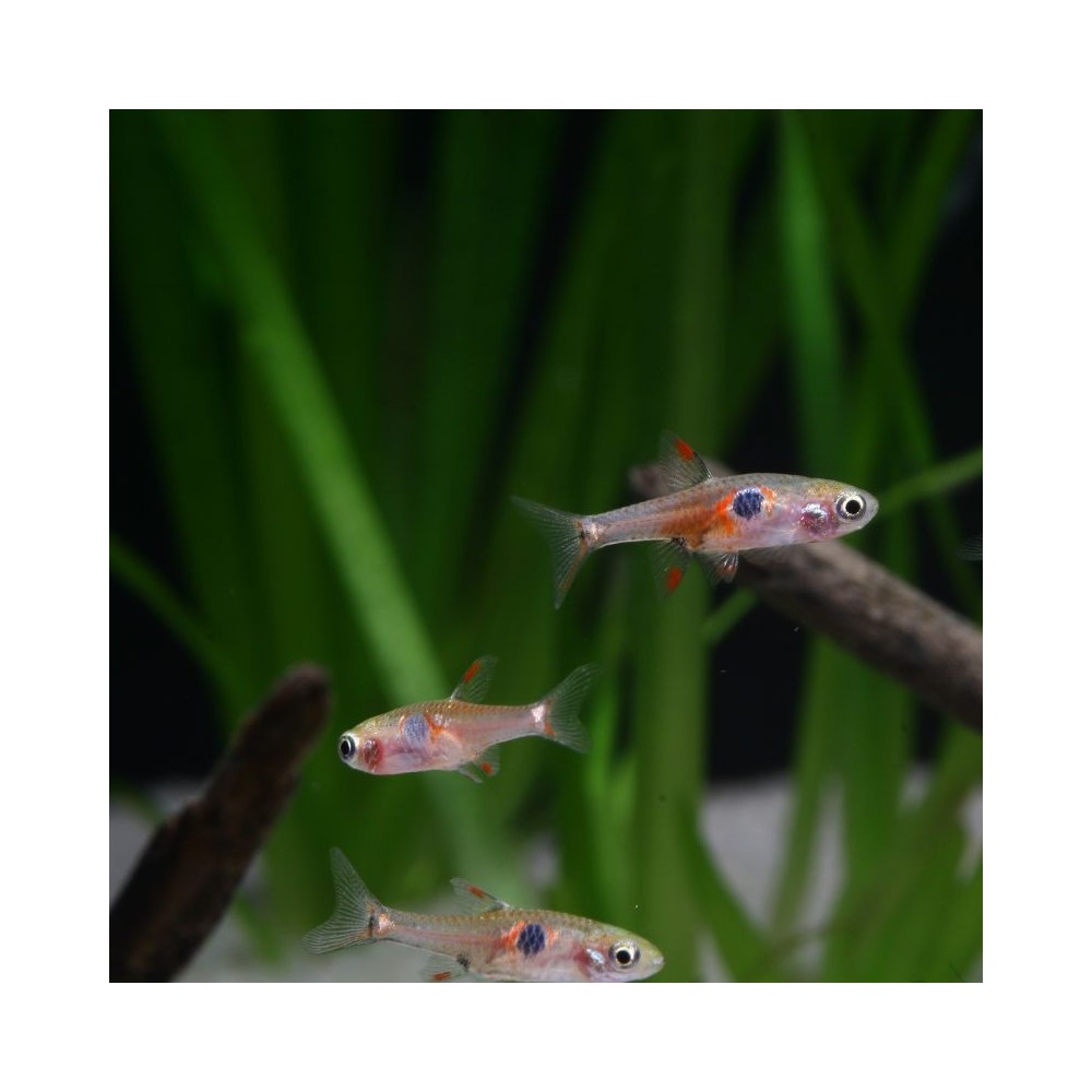 ProNovo Danio Grano XS universalus pašaras žuvims 100 ml (click) - Image 6