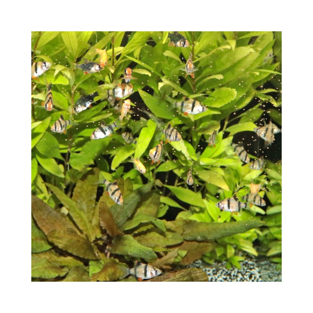 ProNovo Danio Grano XS universalus pašaras žuvims 100 ml (click) - Image 7