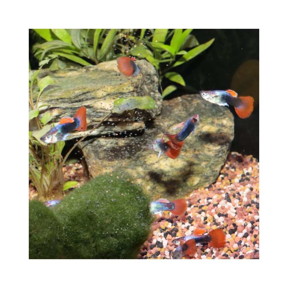 ProNovo Guppy Grano S pašaras gupijoms 250 ml - Image 2