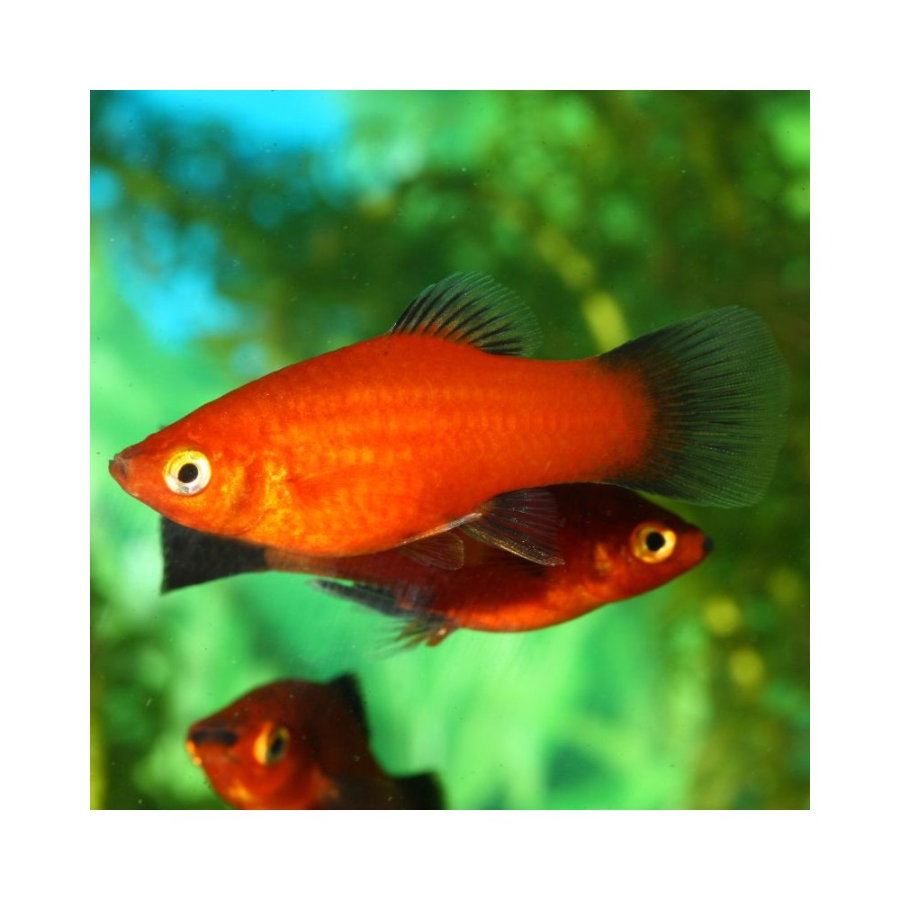 ProNovo Guppy Grano S pašaras gupijoms 250 ml - Image 6