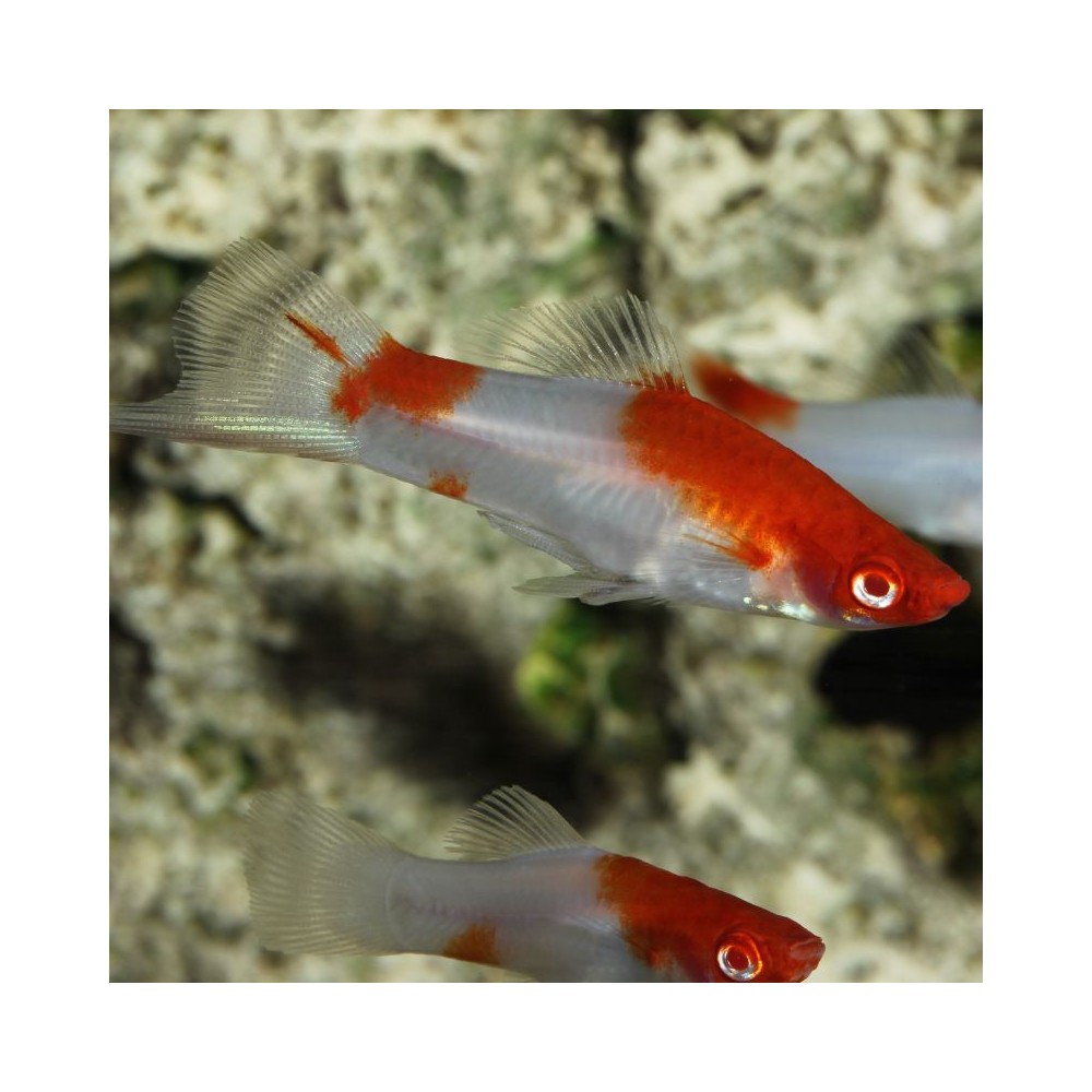 ProNovo Guppy Grano S pašaras gupijoms 250 ml - Image 7