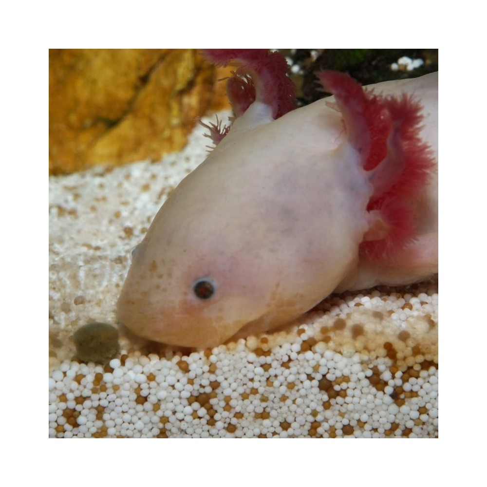 JBL ProNovo Lotl Grano M pašaras aksolotliams 250 ml - Image 3