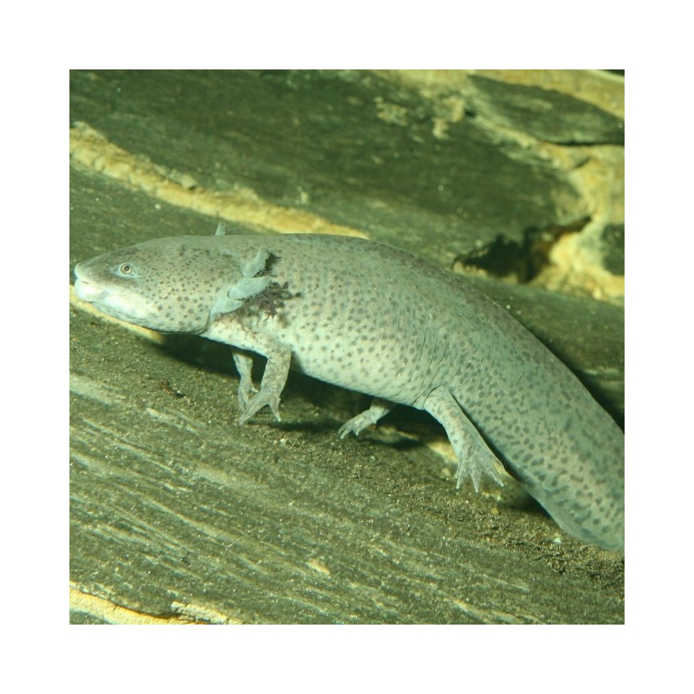 JBL ProNovo Lotl Grano M pašaras aksolotliams 250 ml - Image 4