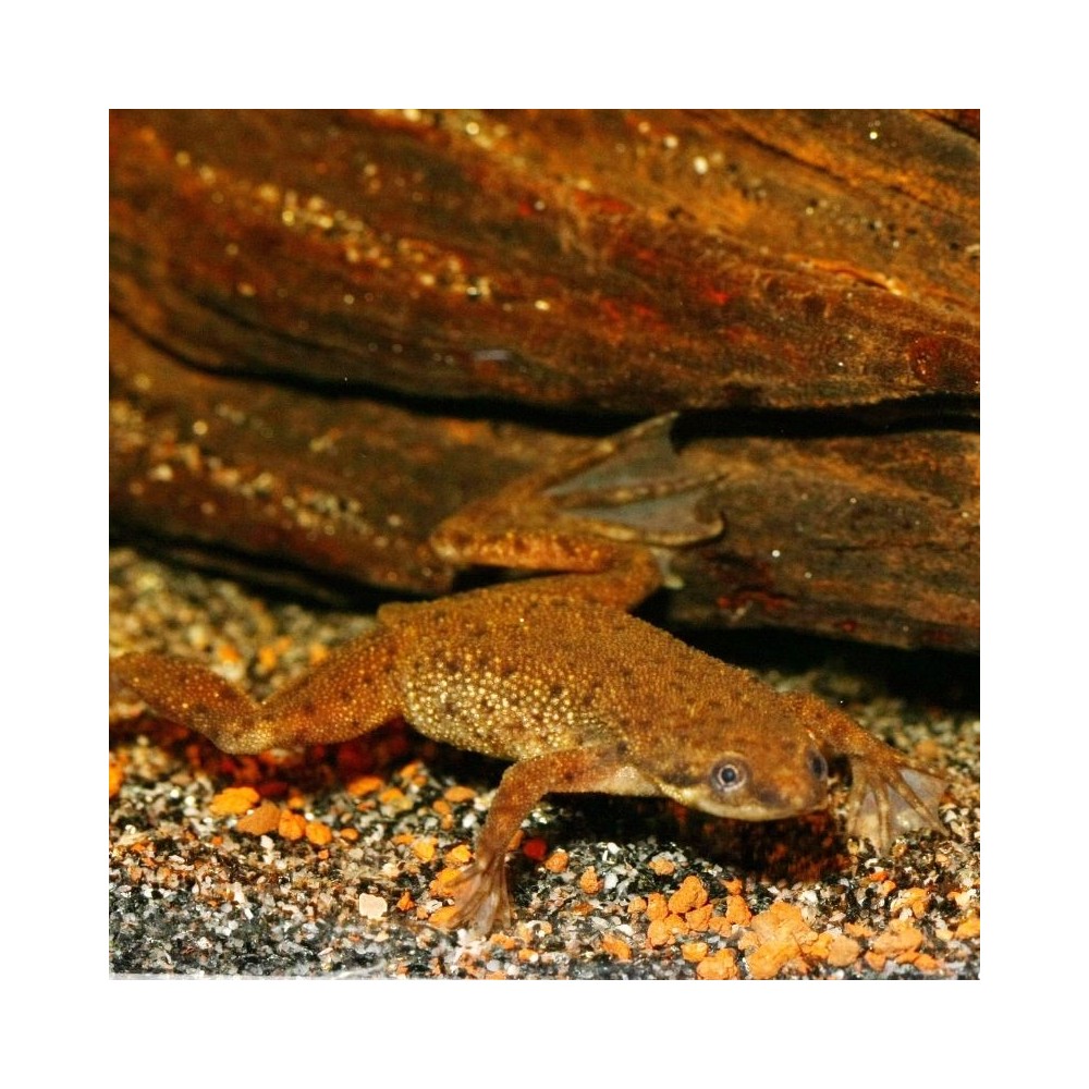 JBL ProNovo Lotl Grano M pašaras aksolotliams 250 ml - Image 5