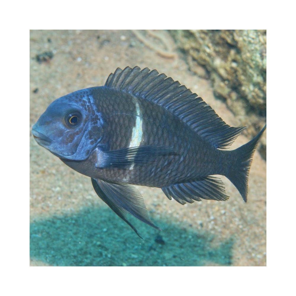 JBL ProNovo Malawi Flakes M pašaras žuvims 1000 ml - Image 5