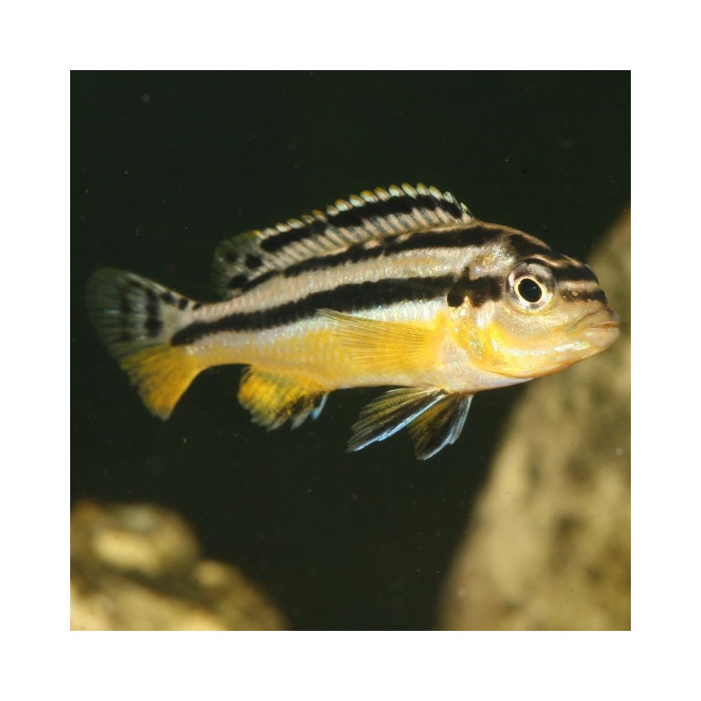 JBL ProNovo Malawi Flakes M pašaras žuvims 250 ml - Image 4