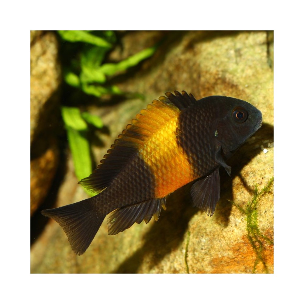 JBL ProNovo Malawi Flakes M pašaras žuvims 250 ml - Image 6