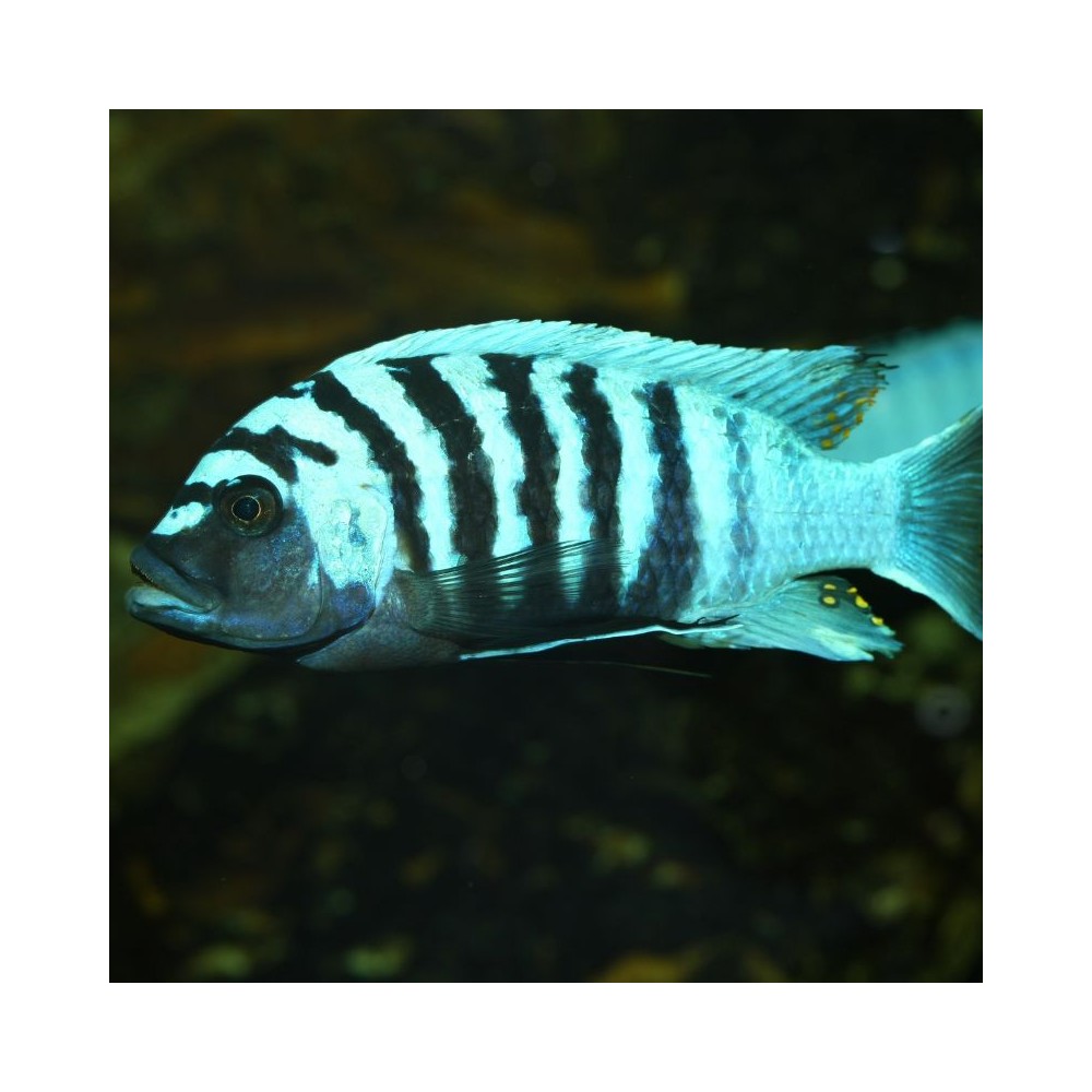 JBL ProNovo Malawi Flakes M pašaras žuvims 250 ml - Image 7