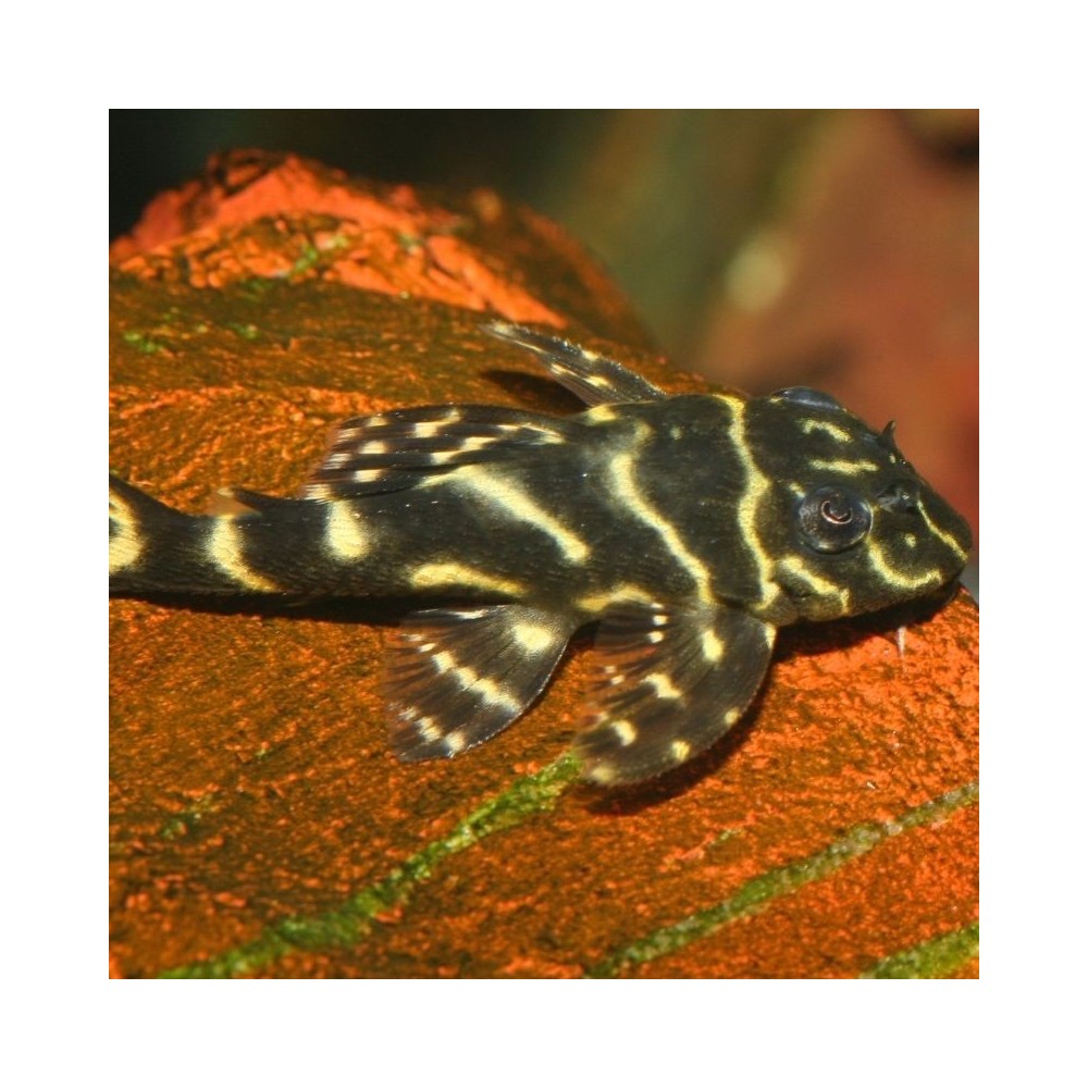 JBL ProNovo Pleco Wafer M pašaras žuvims 250 ml - Image 4