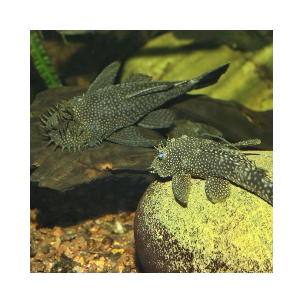 JBL ProNovo Pleco Wafer XL pašaras žuvims 250 ml - Image 3