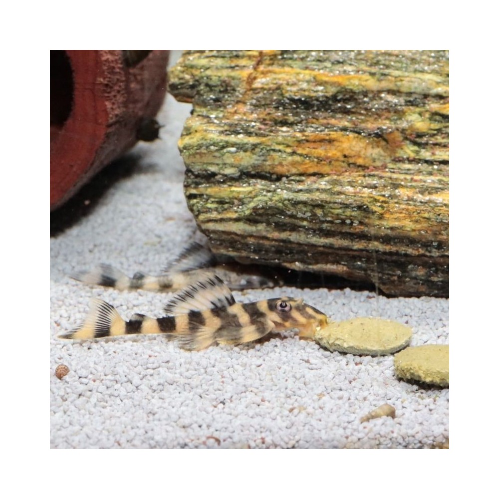 JBL ProNovo Pleco Wafer XL pašaras žuvims 250 ml - Image 5