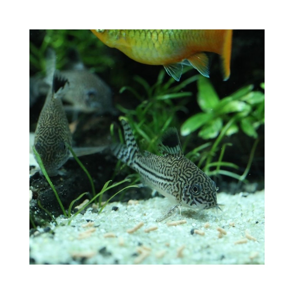 ProNovo Red Insect Sticks S pašaras žuvims 100 ml - Image 2