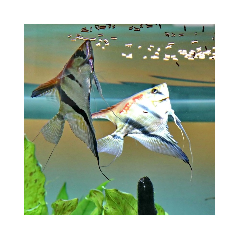 ProNovo Red Insect Sticks S pašaras žuvims 100 ml - Image 3