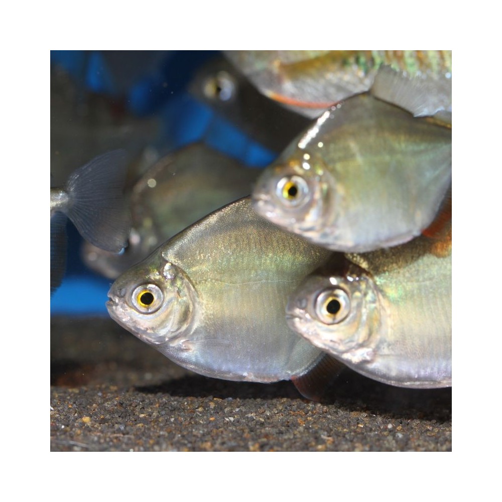 JBL ProNovo Spirulina Flakes M pašaras žuvims 5,5 l - Image 3