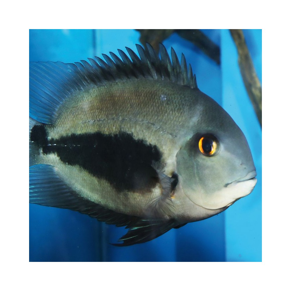 JBL ProNovo Spirulina Flakes M pašaras žuvims 5,5 l - Image 4