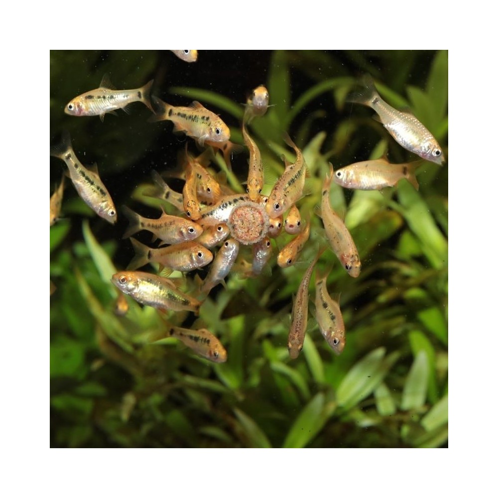 JBL ProNovo Tab M pašaras žuvims 100 ml - Image 4