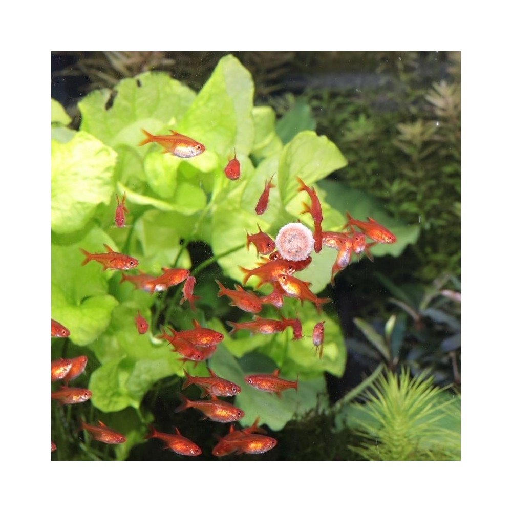 JBL ProNovo Tab M pašaras žuvims 250 ml - Image 7