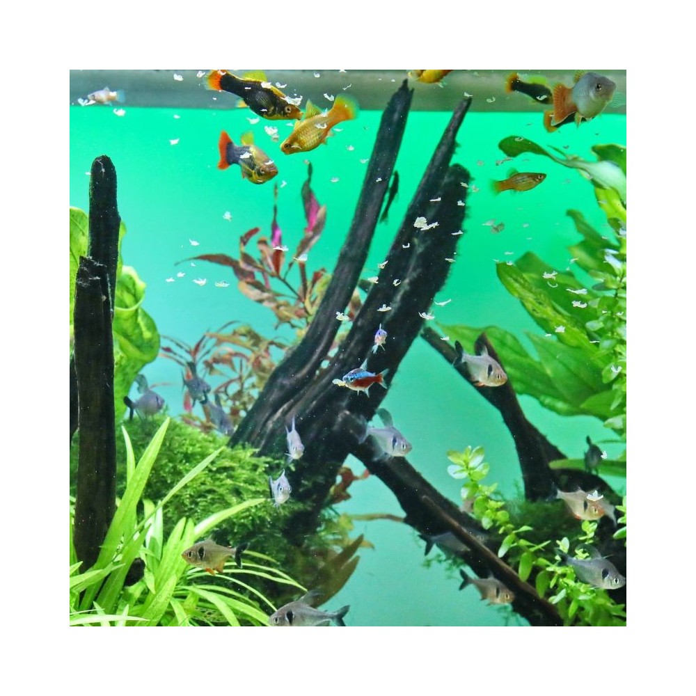 JBL ProNovo Bel Flakes M universalus pašaras žuvims 1000 ml - Image 3