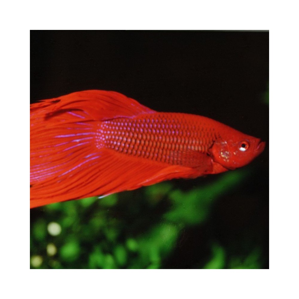 ProNovo Betta Flakes S pašaras Betta žuvims (gaideliams) 100 ml - Image 2