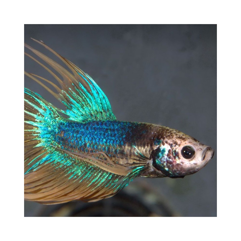 ProNovo Betta Flakes S pašaras Betta žuvims (gaideliams) 100 ml - Image 3