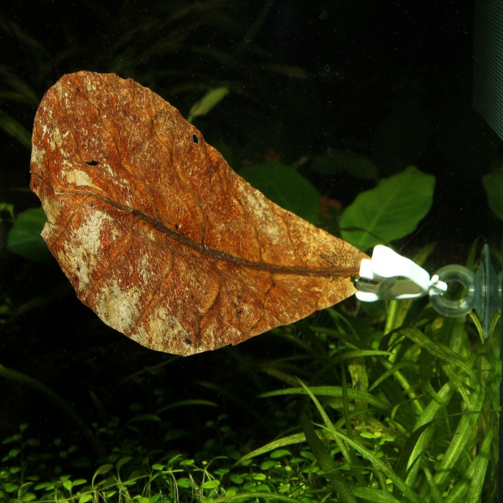 JBL siurbtukai su maisto laikikliu, 2 vnt. - Image 2