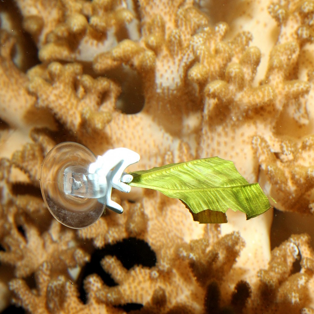 JBL siurbtukai su maisto laikikliu, 2 vnt. - Image 3